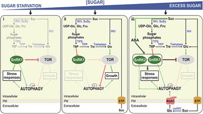 Autophagy in Plants: Both a Puppet and a Puppet Master of Sugars